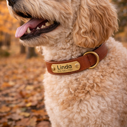 PawTag - Collier personnalisé pour chien