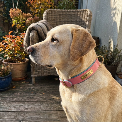 PawTag - Collier personnalisé pour chien