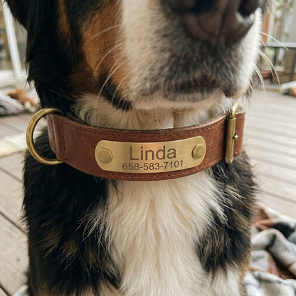 PawTag - Collier personnalisé pour chien